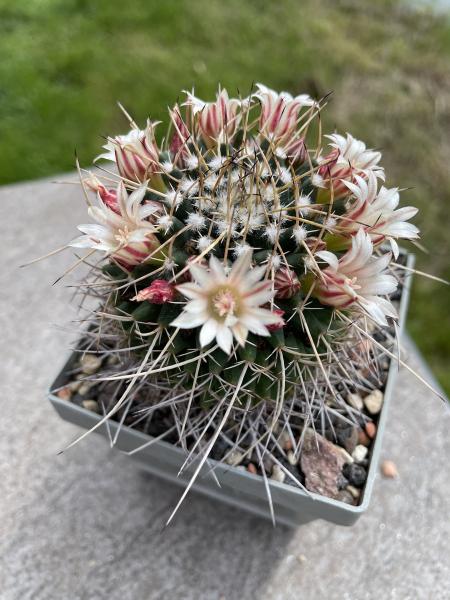 Mammillaria saxicola